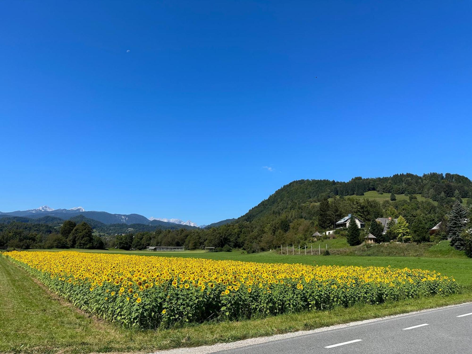 Mia Dream Lägenhet Bled Exteriör bild